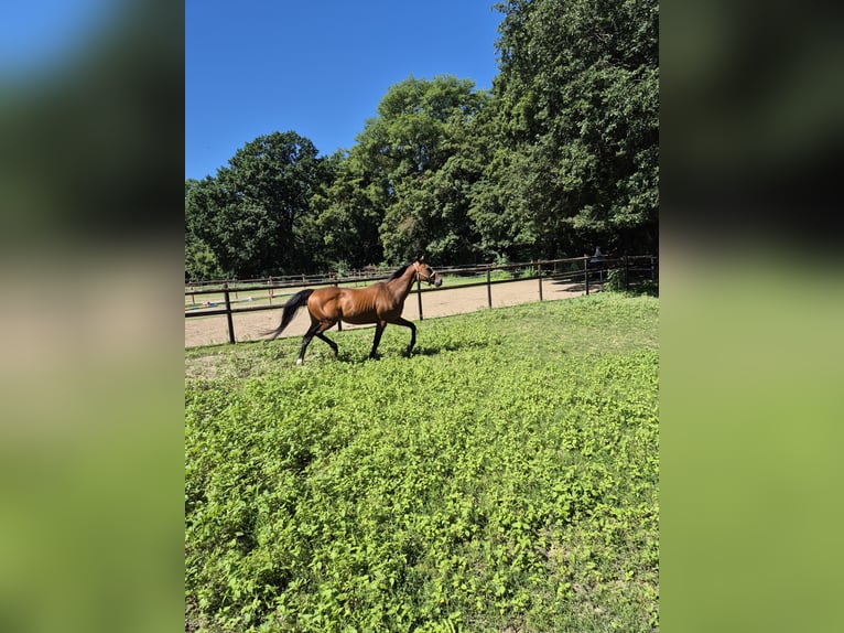 Irlandzki koń sportowy Wałach 16 lat 156 cm Gniada in Vienenburg