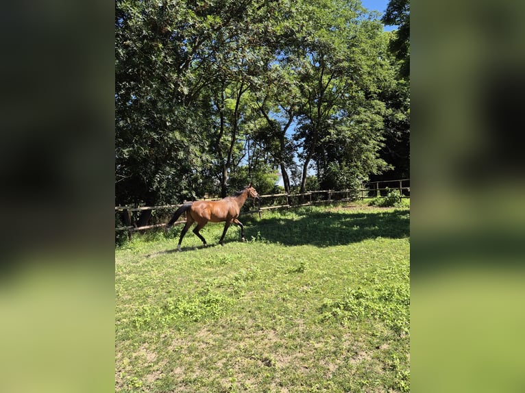Irlandzki koń sportowy Wałach 16 lat 156 cm Gniada in Vienenburg