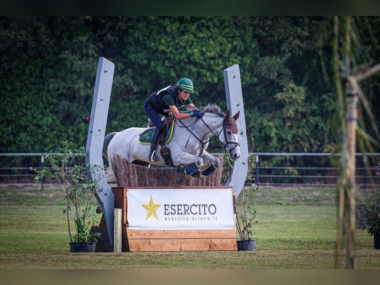 Irlandzki koń sportowy Wałach 16 lat 160 cm Siwa w hreczce in Bodio