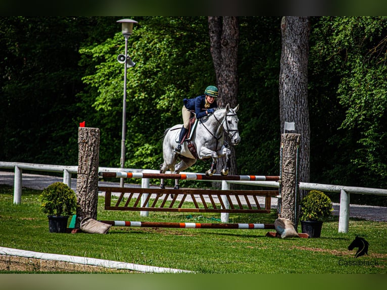 Irlandzki koń sportowy Wałach 16 lat 160 cm Siwa w hreczce in Bodio