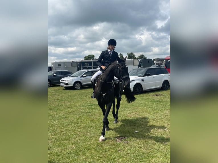 Irlandzki koń sportowy Wałach 16 lat 165 cm Kara in Mullingar, Westmeath