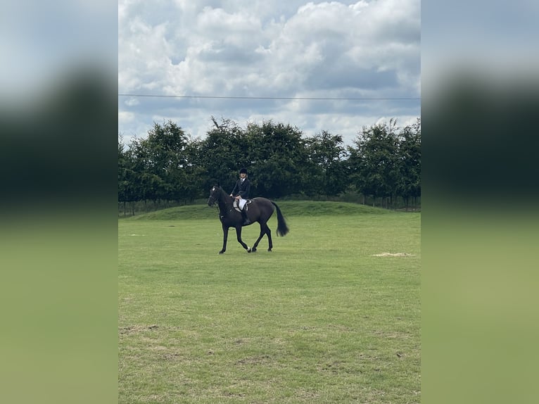 Irlandzki koń sportowy Wałach 16 lat 165 cm Kara in Mullingar, Westmeath