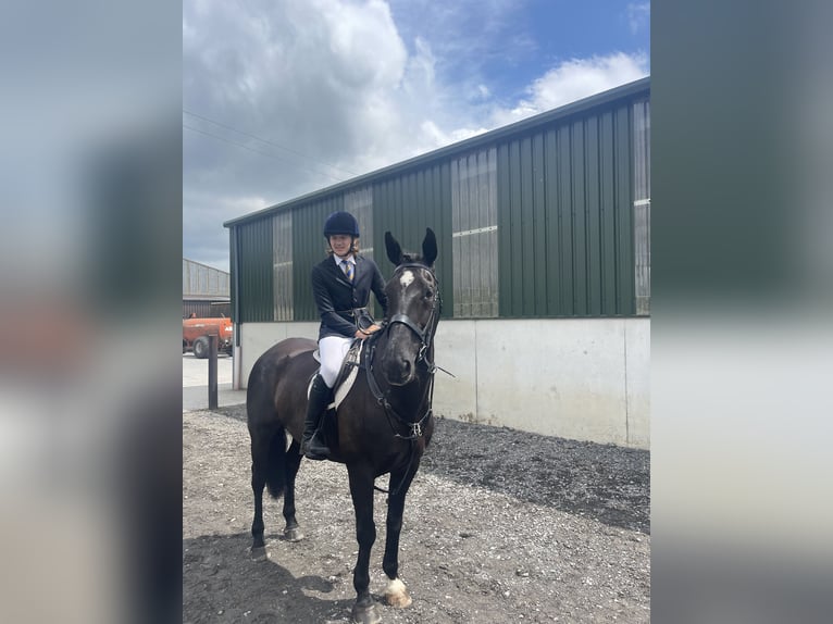 Irlandzki koń sportowy Wałach 16 lat 165 cm Kara in Mullingar, Westmeath