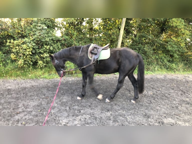 Irlandzki koń sportowy Wałach 16 lat 165 cm Kara in Mullingar, Westmeath