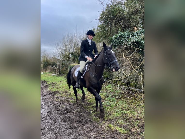 Irlandzki koń sportowy Wałach 16 lat 165 cm Kara in Mullingar, Westmeath