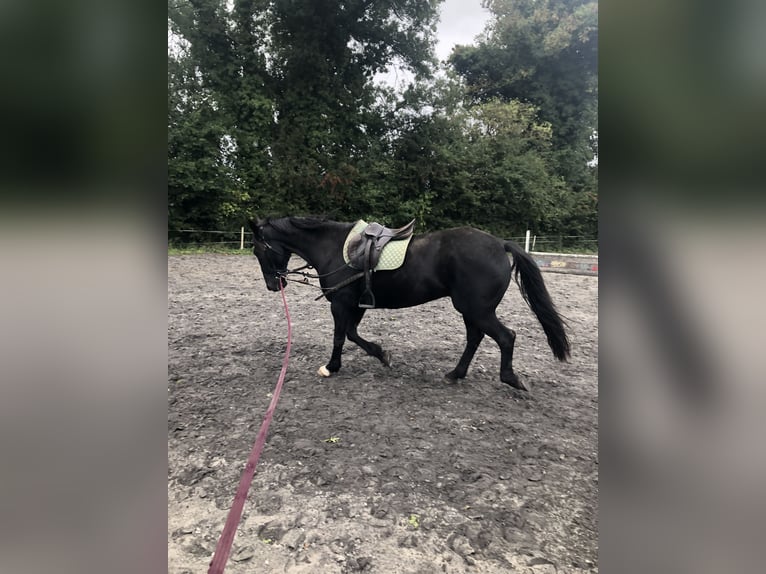 Irlandzki koń sportowy Wałach 16 lat 165 cm Kara in Mullingar, Westmeath