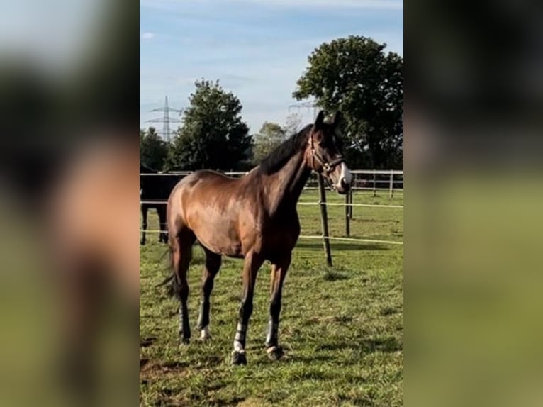 Irlandzki koń sportowy Wałach 16 lat 168 cm Gniada in Baldham