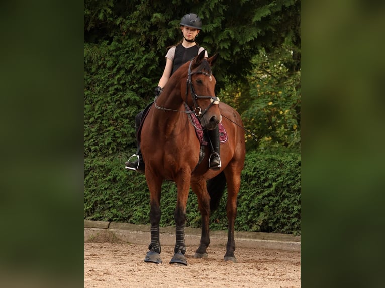 Irlandzki koń sportowy Wałach 17 lat 165 cm Gniada in Niederseeon