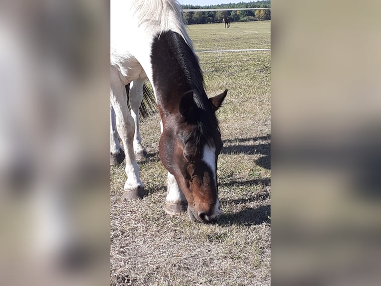 Irlandzki koń sportowy Wałach 20 lat 144 cm Tobiano wszelkich maści in Schwarmstedt