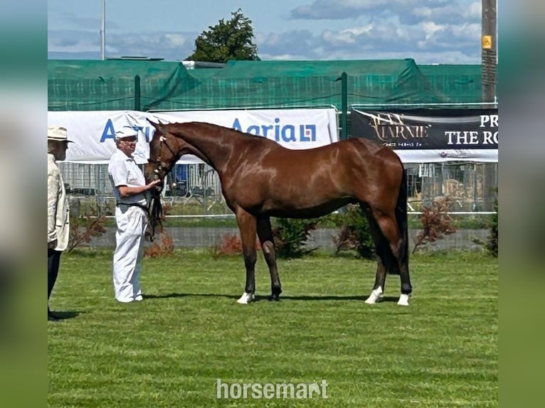 Irlandzki koń sportowy Wałach 2 lat 163 cm Gniada in Downpatrick Irlandzki koń sportowy Wałach 2 lat 163 cm Gniada in Downpatrick