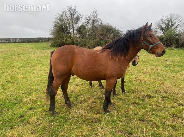 Irlandzki koń sportowy Wałach 3 lat 163 cm Gniada in Kildare