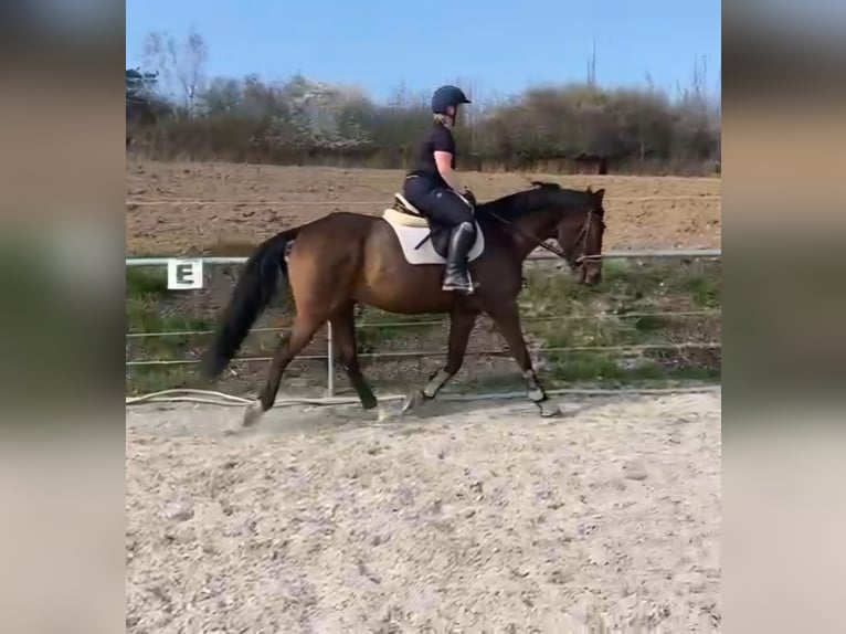 Irlandzki koń sportowy Wałach 3 lat 164 cm Gniada in Leonberg