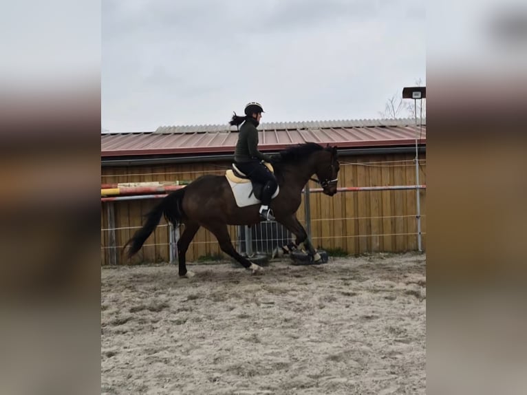 Irlandzki koń sportowy Wałach 3 lat 164 cm Gniada in Leonberg