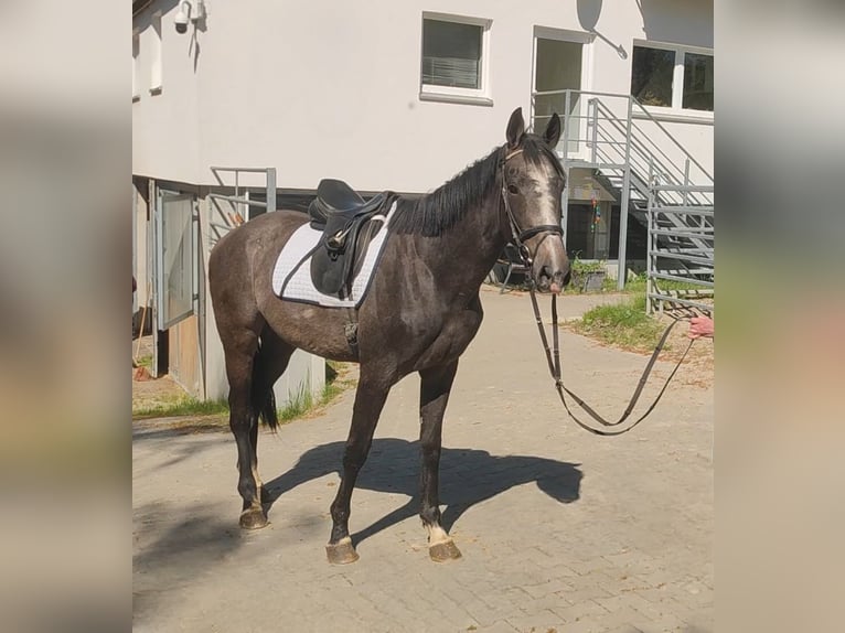 Irlandzki koń sportowy Wałach 3 lat 168 cm Karosiwa in Blomberg