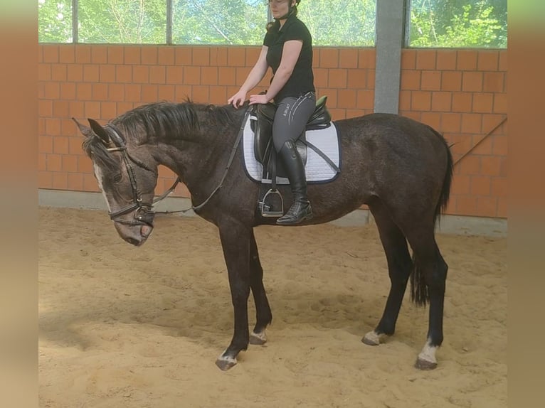 Irlandzki koń sportowy Wałach 3 lat 168 cm Karosiwa in Blomberg