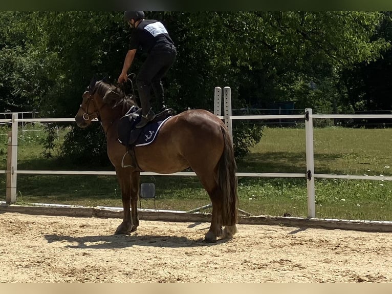 Irlandzki koń sportowy Mix Wałach 4 lat 147 cm Kasztanowata in Thalheim an der Thur