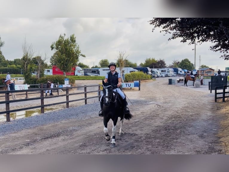 Irlandzki koń sportowy Wałach 4 lat 147 cm Srokata in Mountrath, Co. Laois