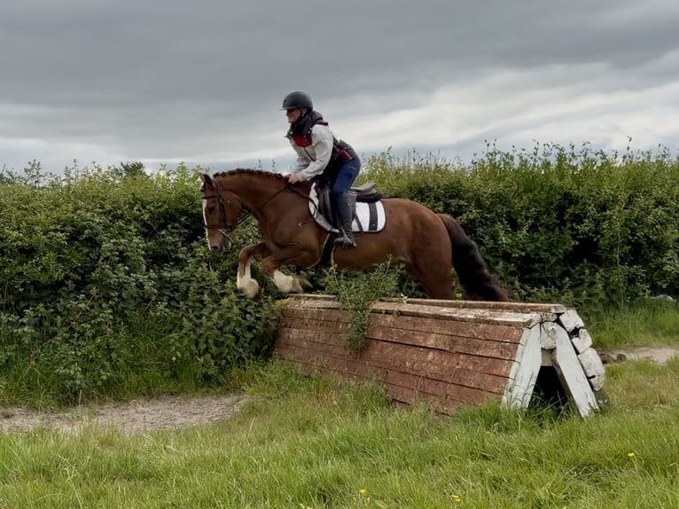 Irlandzki koń sportowy Wałach 4 lat 148 cm Ciemnokasztanowata in Laois