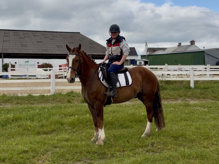 Irlandzki koń sportowy Wałach 4 lat 148 cm Ciemnokasztanowata in Laois