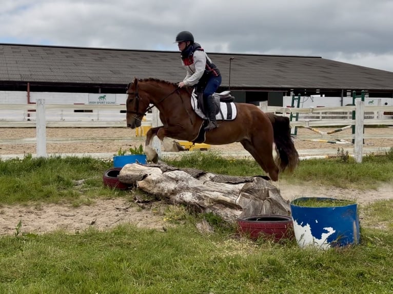Irlandzki koń sportowy Wałach 4 lat 148 cm Ciemnokasztanowata in Laois