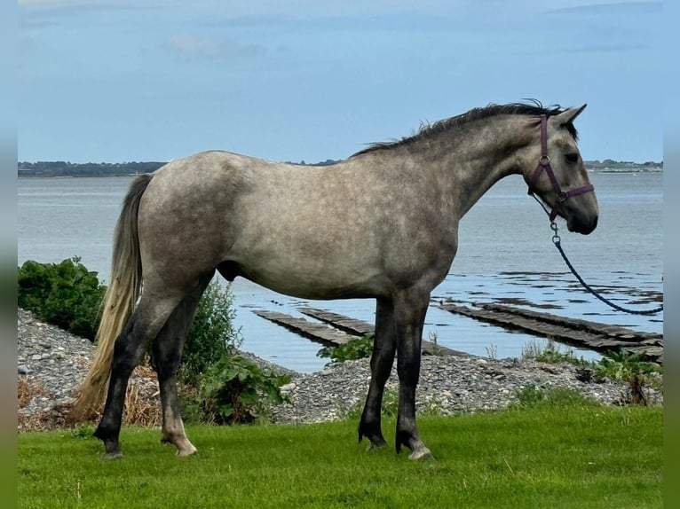 Irlandzki koń sportowy Mix Wałach 4 lat 152 cm Siwa in Newry
