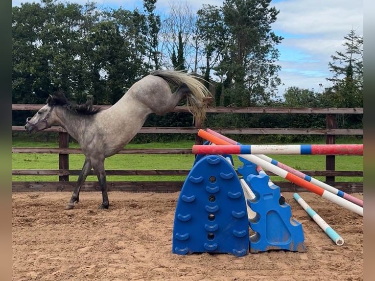 Irlandzki koń sportowy Mix Wałach 4 lat 152 cm Siwa in Newry