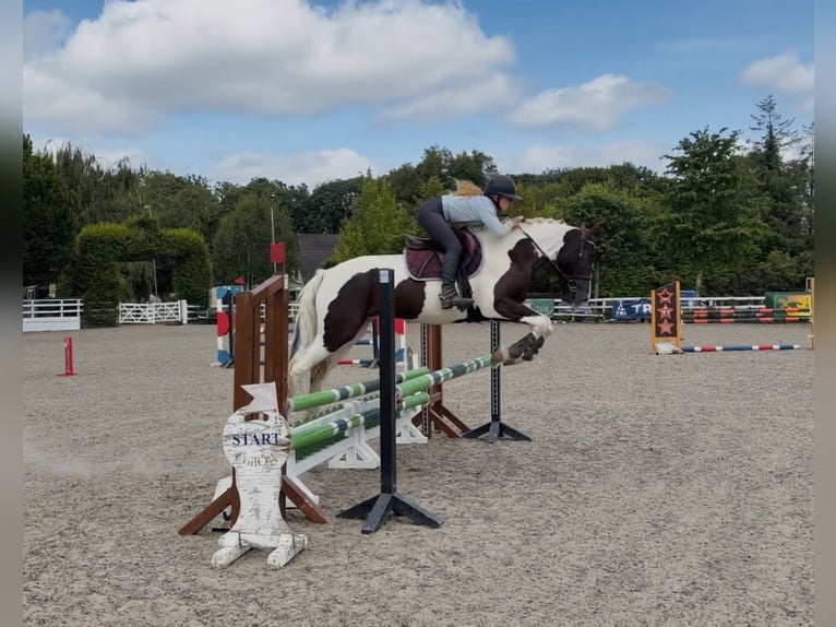 Irlandzki koń sportowy Mix Wałach 4 lat 153 cm Srokata in Mountrath, Co. Laois