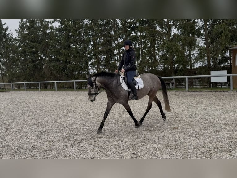 Irlandzki koń sportowy Mix Wałach 4 lat 155 cm Może być siwy in Beucha