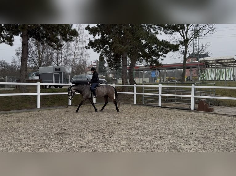 Irlandzki koń sportowy Mix Wałach 4 lat 155 cm Może być siwy in Beucha