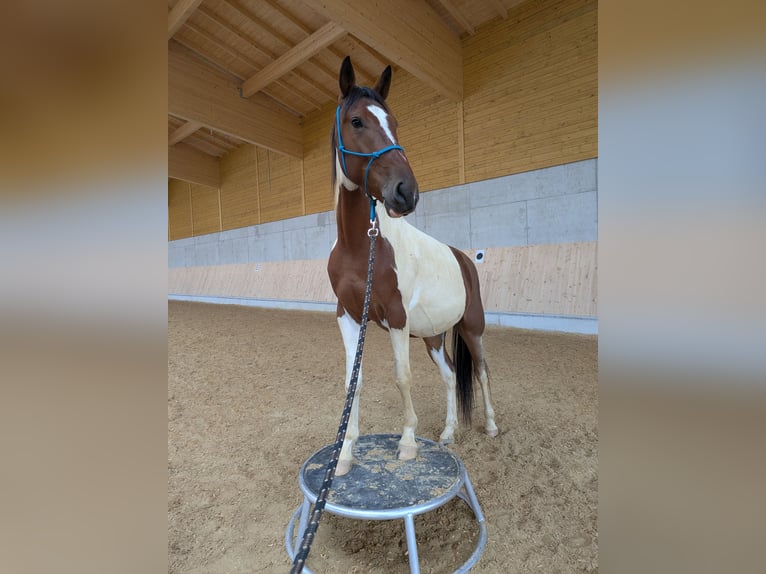 Irlandzki koń sportowy Mix Wałach 4 lat 155 cm Srokata in Oberhaching