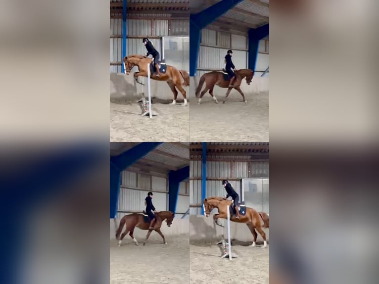 Irlandzki koń sportowy Wałach 4 lat 160 cm Kasztanowata in Lathen