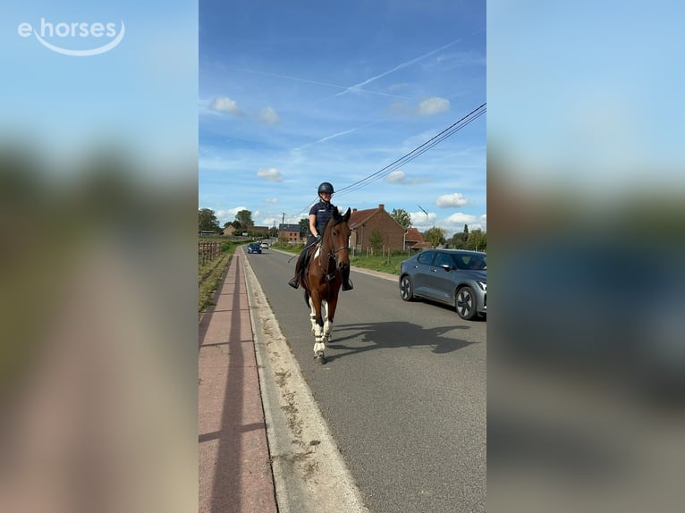 Irlandzki koń sportowy Wałach 4 lat 160 cm Srokata in Pepingen