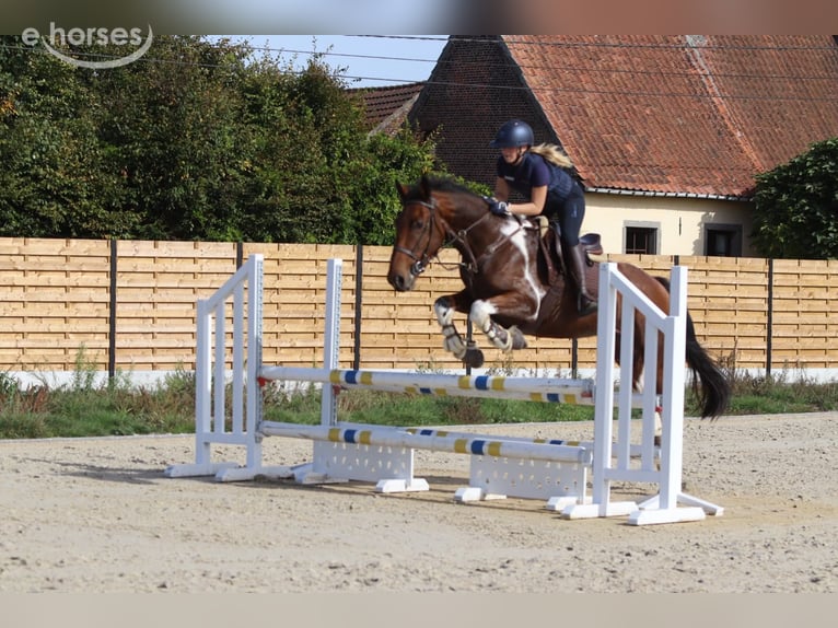 Irlandzki koń sportowy Wałach 4 lat 160 cm Srokata in Pepingen