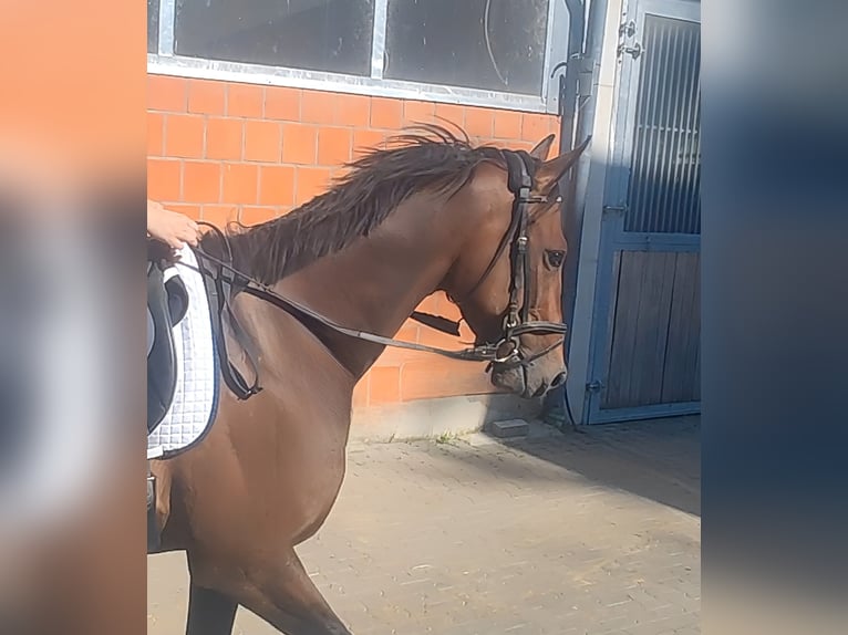 Irlandzki koń sportowy Wałach 4 lat 162 cm Gniada in Lage