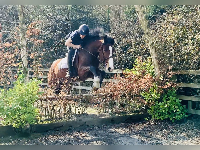 Irlandzki koń sportowy Wałach 4 lat 165 cm Gniada in Mountrath