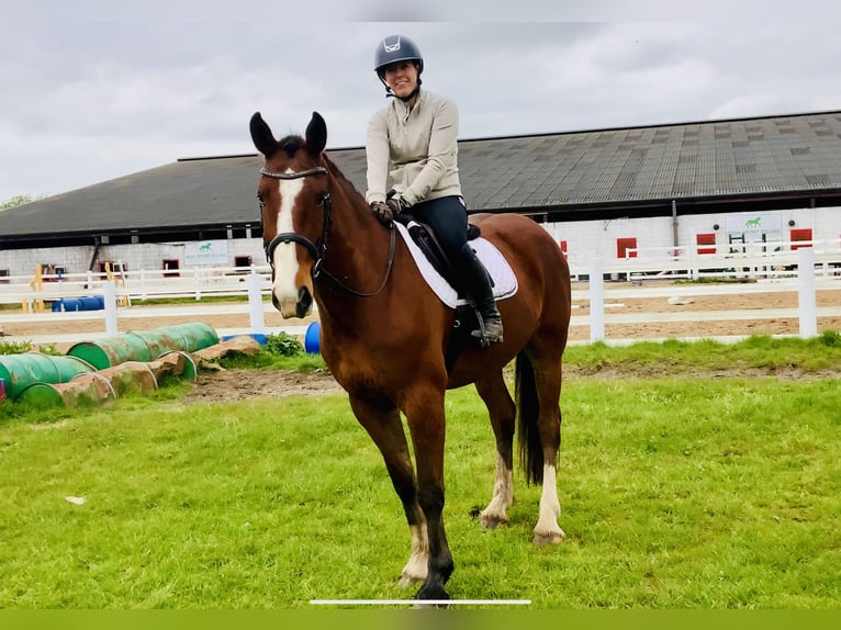 Irlandzki koń sportowy Wałach 4 lat 165 cm Gniada in Mountrath