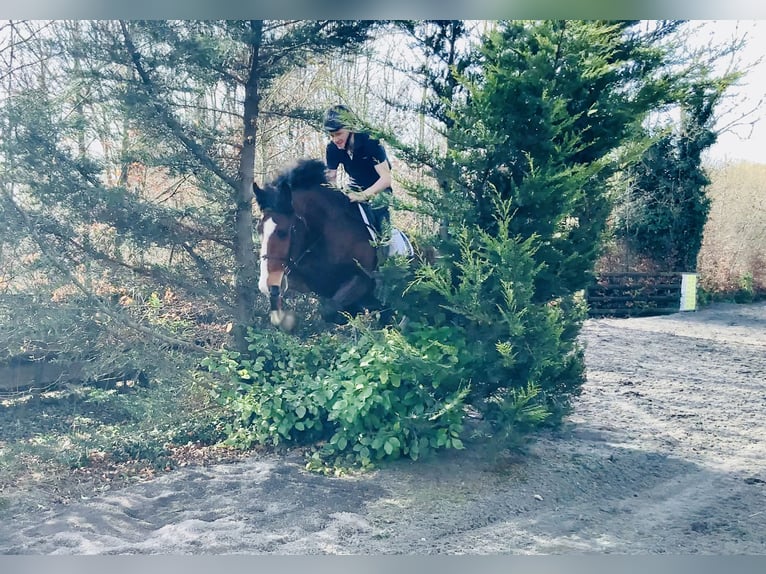 Irlandzki koń sportowy Wałach 4 lat 165 cm Gniada in Mountrath