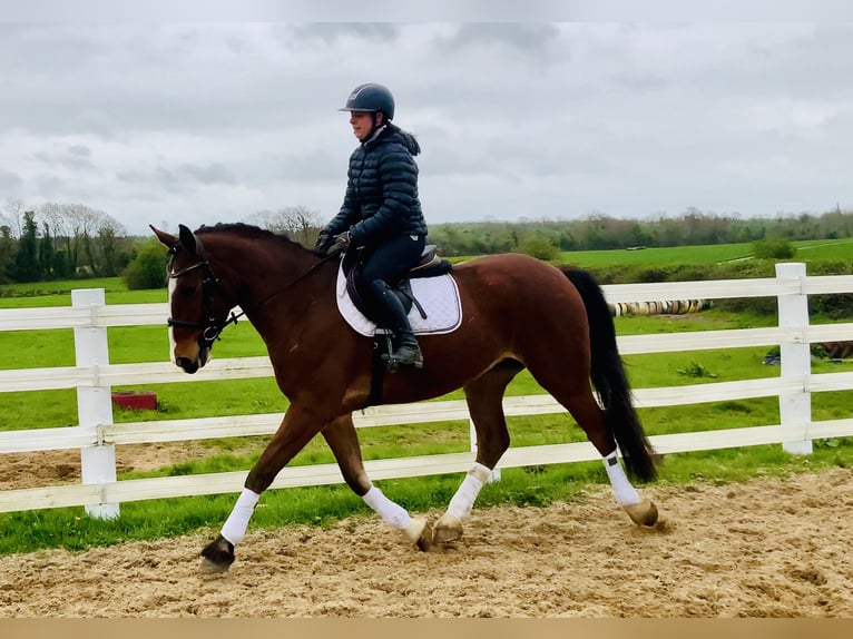 Irlandzki koń sportowy Wałach 4 lat 165 cm Gniada in Mountrath