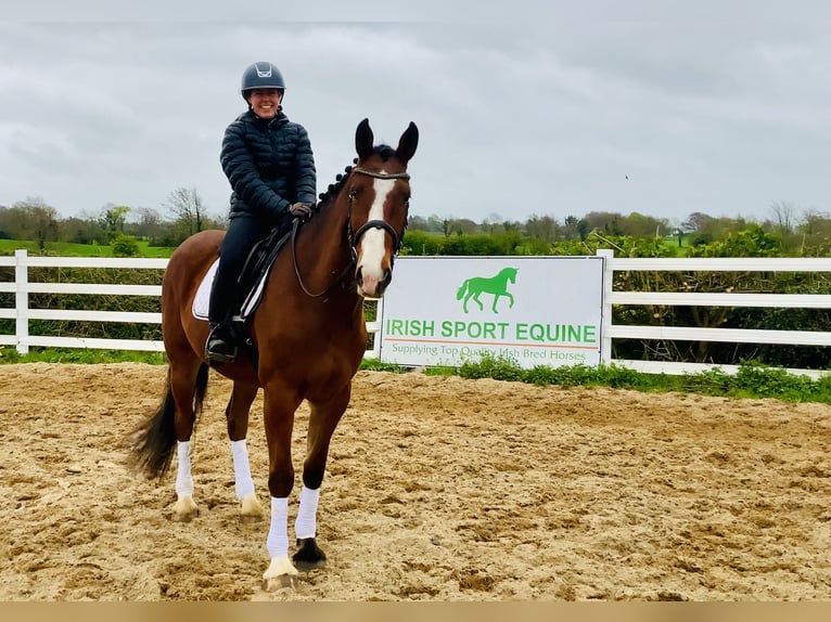 Irlandzki koń sportowy Wałach 4 lat 165 cm Gniada in Mountrath