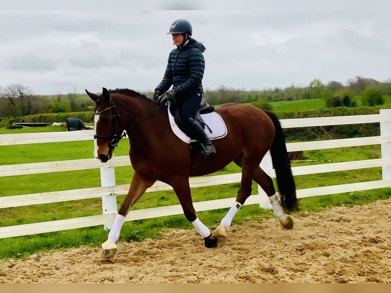 Irlandzki koń sportowy Wałach 4 lat 165 cm Gniada in Mountrath