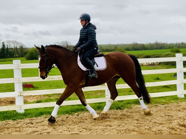 Irlandzki koń sportowy Wałach 4 lat 165 cm Gniada in Mountrath