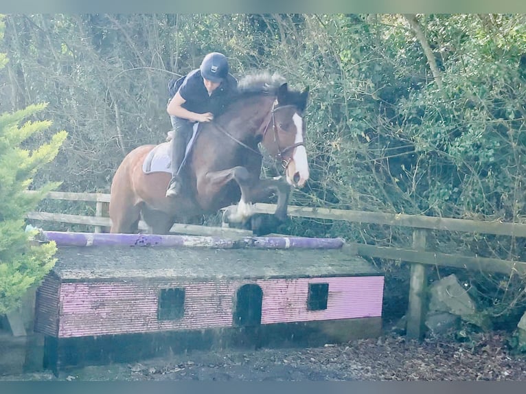 Irlandzki koń sportowy Wałach 4 lat 165 cm Gniada in Mountrath