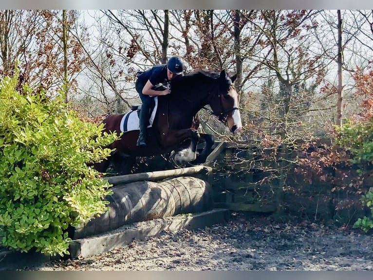 Irlandzki koń sportowy Wałach 4 lat 165 cm Gniada in Mountrath