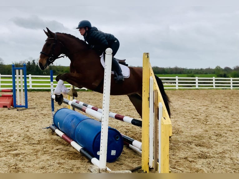 Irlandzki koń sportowy Wałach 4 lat 165 cm Gniada in Mountrath