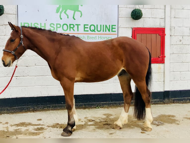 Irlandzki koń sportowy Wałach 4 lat 165 cm Gniada in Mountrath