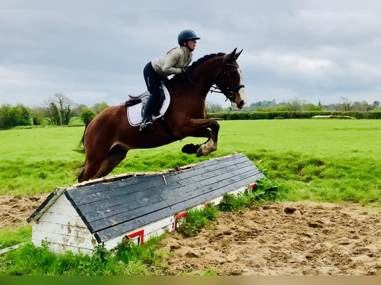 Irlandzki koń sportowy Wałach 4 lat 165 cm Gniada in Mountrath