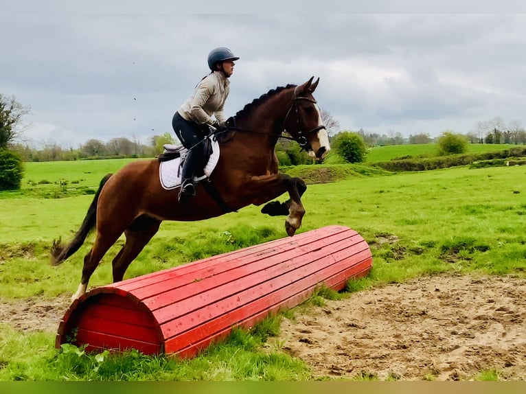 Irlandzki koń sportowy Wałach 4 lat 165 cm Gniada in Mountrath