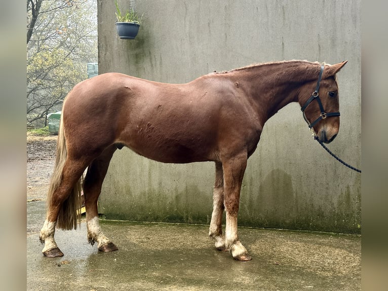 Irlandzki koń sportowy Mix Wałach 4 lat 165 cm in Newry