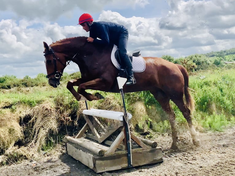 Irlandzki koń sportowy Wałach 4 lat 175 cm Kasztanowata in Mountrath