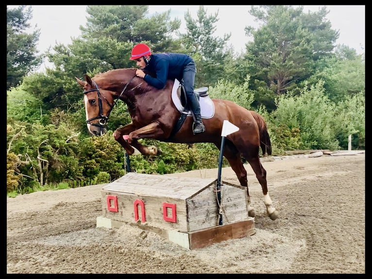 Irlandzki koń sportowy Wałach 4 lat 175 cm Kasztanowata in Mountrath